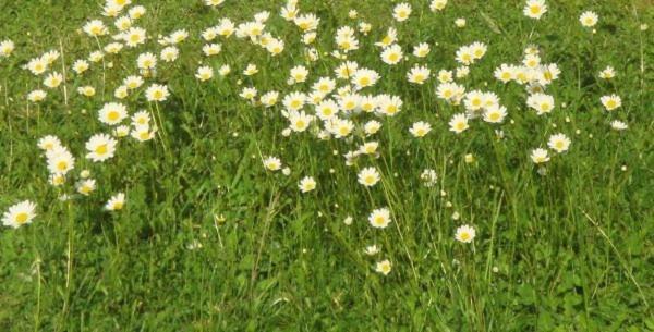 Les Pieds Dans L'Herbe Rosporden Екстериор снимка
